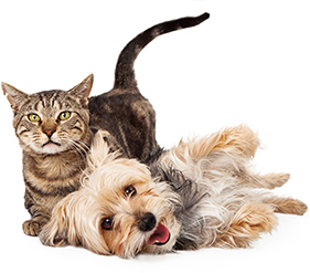 Pet medications